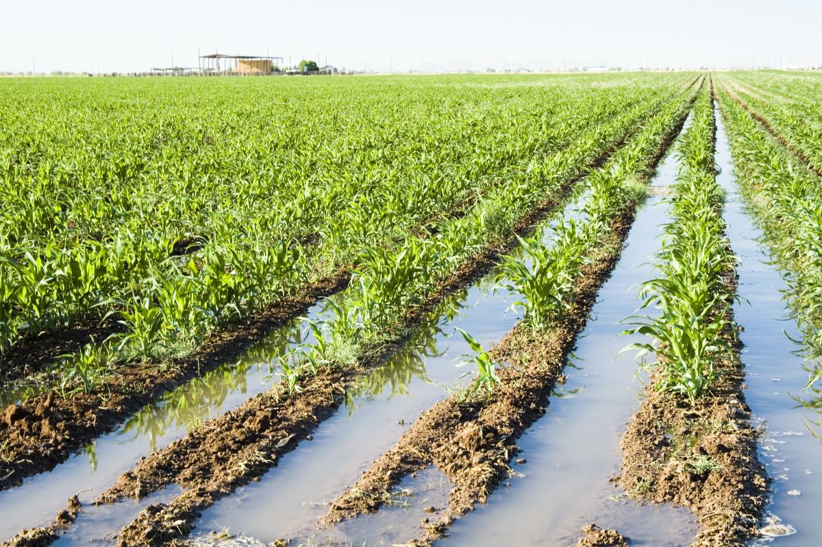 Water in field
