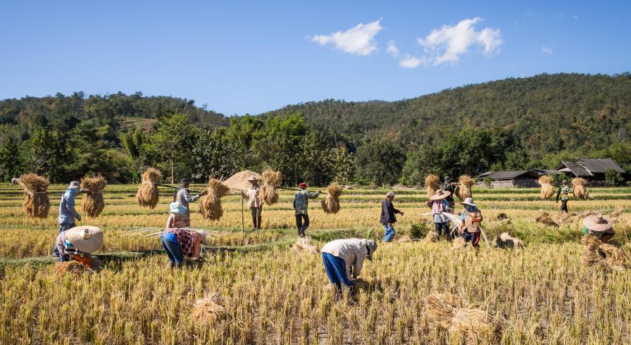 Photo of rice harvest in Chiang Mai, Thailand by Takeaway